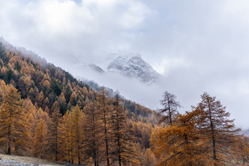 Mountain View Of Larchs Forest in Autumn