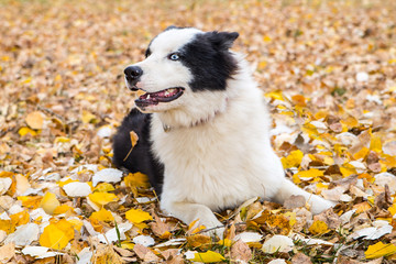 Yakut Husky with blue eyes on an autumn background in the forest