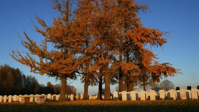 Autumn background in a war cemetery : falling golden leaves under blue sky and sunset light