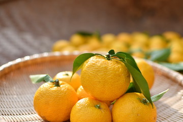 かごに盛られた収穫したての柚子