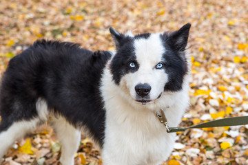 Yakut Husky with blue eyes on an autumn background in the forest