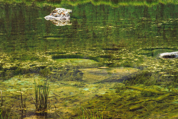 Grass grow in calm clean water close up. Bottom of swampy backwater of mountain lake with stones. Trees reflected in ideal smooth water surface. Green atmospheric natural background of highlands.