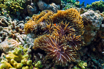 Naklejka na ściany i meble Underwater world with coral reef and fish. Fish clown in anemones.