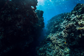 Underwater world with coral reef and rocks. Menjangan island