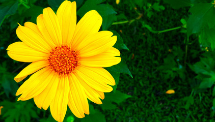 Mexican sunflower weed on green leafs.