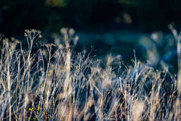 Autumn grass on a meadow in the sun.