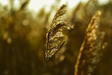 Fototapeta na wymiar Autumn grass on a meadow in the sun.
