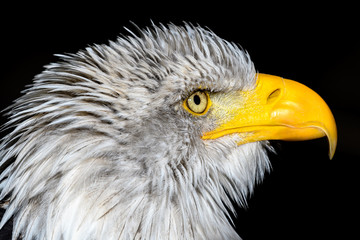 Weißkopfseeadler (Haliaeetus leucocephalus)