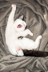 The kitten woke up in the morning yawning lying on a blanket for design background