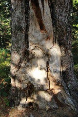 Tronc d'arbre