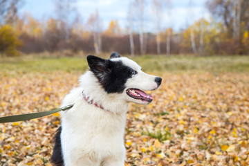 Yakut Husky with blue eyes on an autumn background in the forest