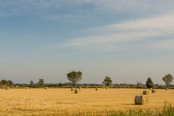 Pavia, Italy - wheat fields, panorama