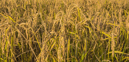 Pavia, Italy - wheat ear