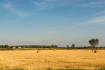 Obraz premium Pavia, Italy - wheat fields, panorama