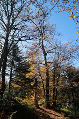 Fototapeta premium Chemin forestier