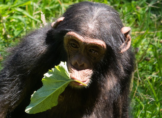 Chimpanzé