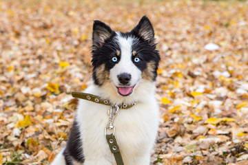 Yakut Husky with blue eyes on an autumn background in the forest