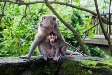 Small macaca fascicularis baby and mother in green forest