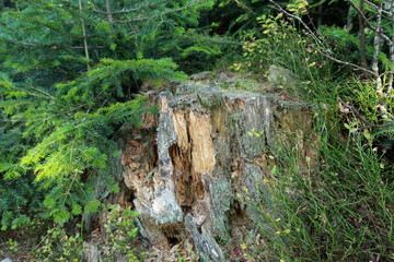 Souche d'arbre