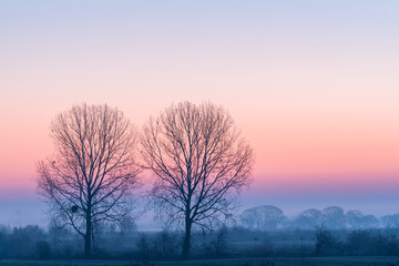 Minimalistic rural landscape with two trees, fog on a field and colorful sky at sunrise.