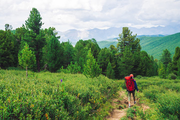 Girl with red large backpack go on footpath across green meadow to coniferous forest. Hiking in mountains. Traveler near conifer trees on summit. Mountain peaks away. Majestic nature of highlands.