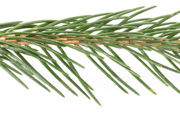 Fir tree branch ion a white background.Pine branch. Christmas fir.