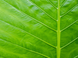 Caladium green leaf texture background.