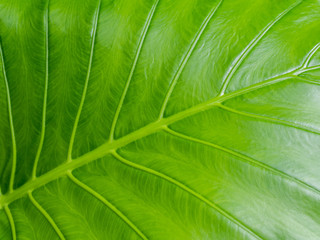 Caladium green leaf texture background.