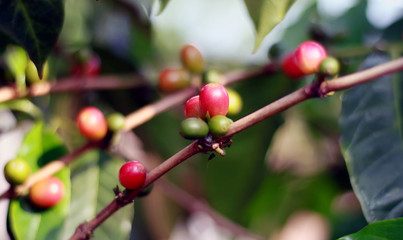 Coffee bean grow on tree in Indonesia.