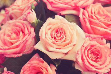 pink rose vintage tone