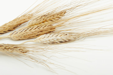 Dried ears of cereal in a bundle on white background.