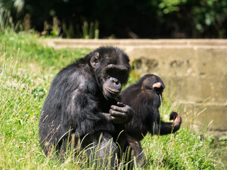 Chimpanzé