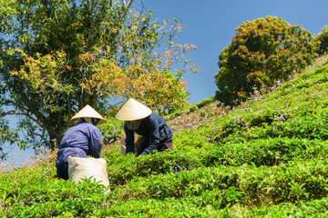 Workers in traditional hats picking upper green tea leaves