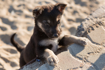 one puppy overcomes an obstacle, the concept of strength and leadership, close-up shooting