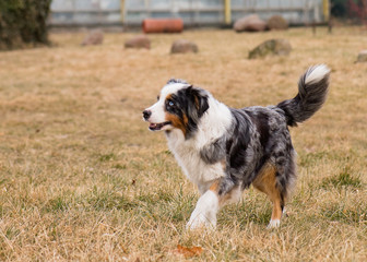 Australian Shepherd purebred dog on meadow in autumn or spring, outdoors countryside. Blue Merle Aussie adult dog.