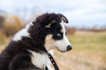 Yakut Husky with blue eyes on an autumn background in the forest
