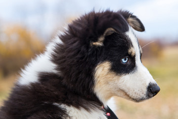 Yakut Husky with blue eyes on an autumn background in the forest
