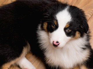 Naklejka na ściany i meble Australian Shepherd purebred puppy, 2 months old looking at camera - close-up portrait. Black Tri color Aussie dog at home.