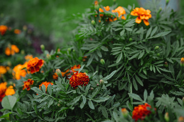 Marigold flowers close-up colorful background