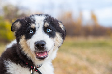 Yakut Husky with blue eyes on an autumn background in the forest