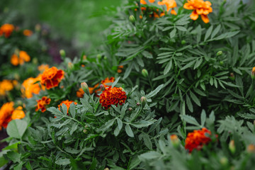 Marigold flowers close-up colorful background