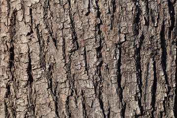 Obraz premium Embossed texture of the brown bark of a tree