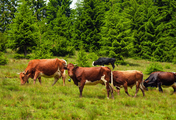 Naklejka na ściany i meble Cows graze in a pasture in the mountains of the Carpathians. Cattle grazing lush green pasture of grass near forest on a beautiful sunny day.