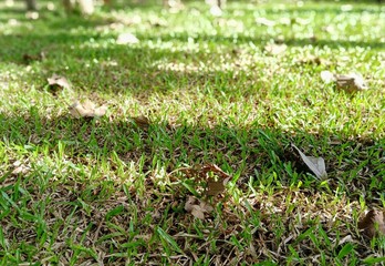green grass in the field