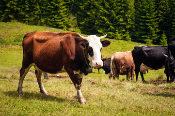 Cows graze in a pasture in the mountains of the Carpathians. Cattle grazing  lush green pasture of grass near forest on a beautiful sunny day.