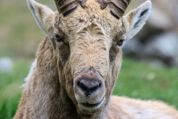 stambecco nel parco nazionale del Gran Paradiso