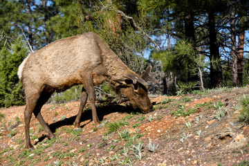 Crossing America, one of the most interesting and provocative touristic experiences  