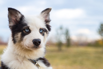 Yakut Husky with blue eyes on an autumn background in the forest