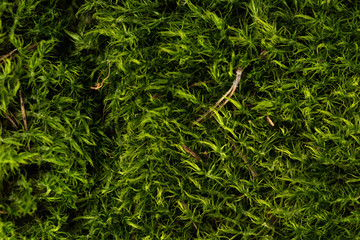 Macro image of green dry moss as a natural background.