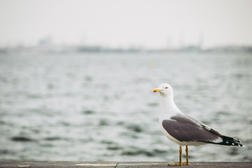 Mouette en bord de mer